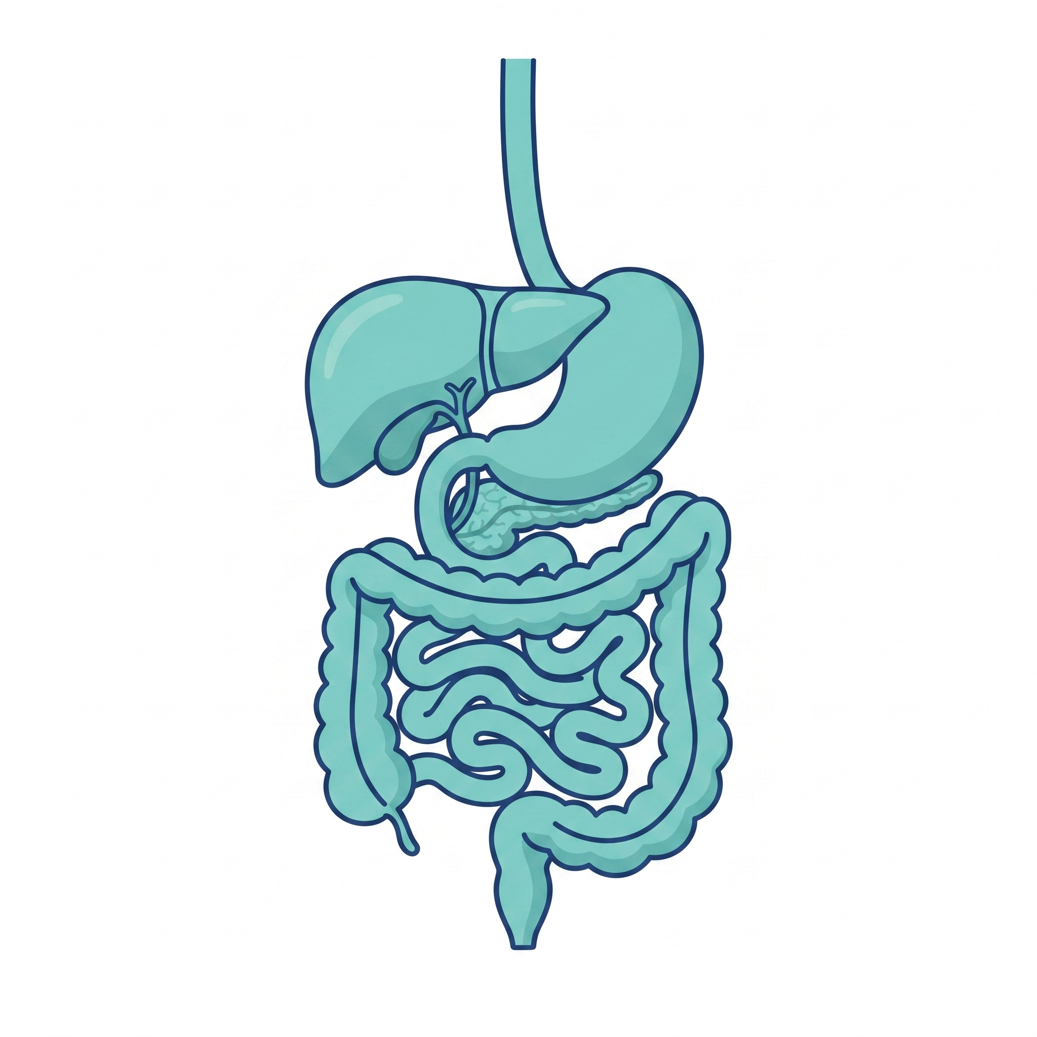 Gastrointestinal Tract
